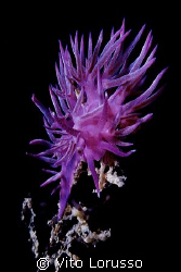 Nudibranchs - Cratena peregrina by Vito Lorusso 